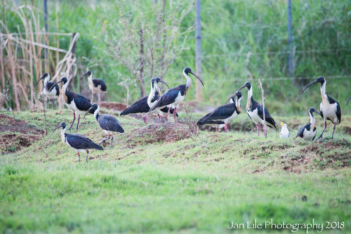ibis slámokrký - ML91710471