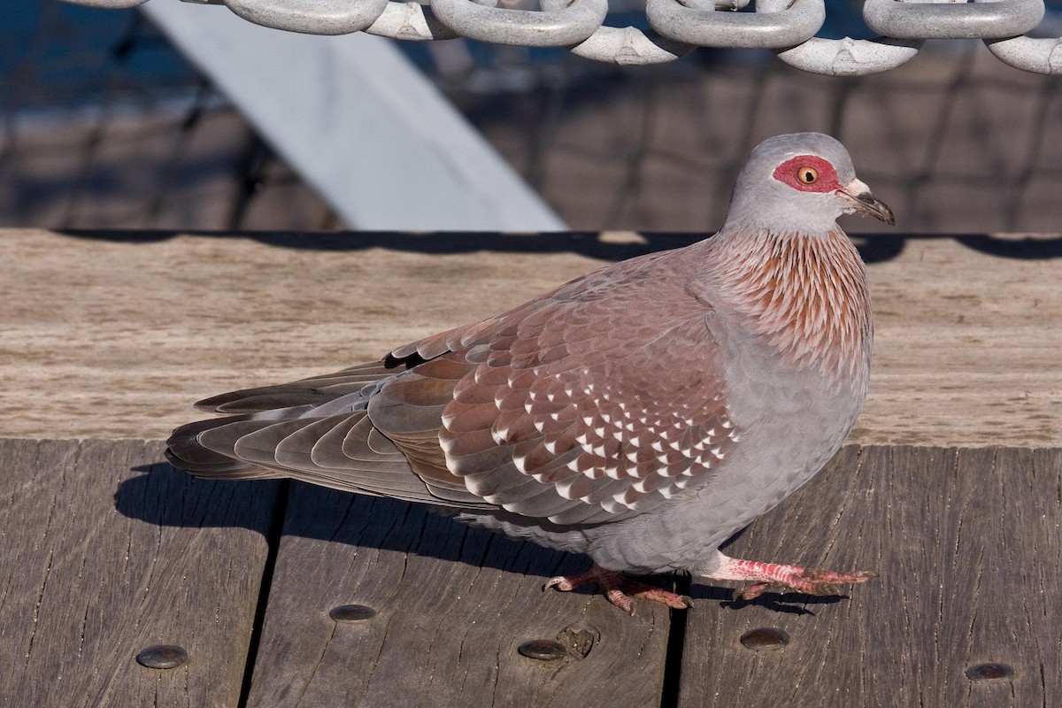 Paloma de Guinea - ML91710671