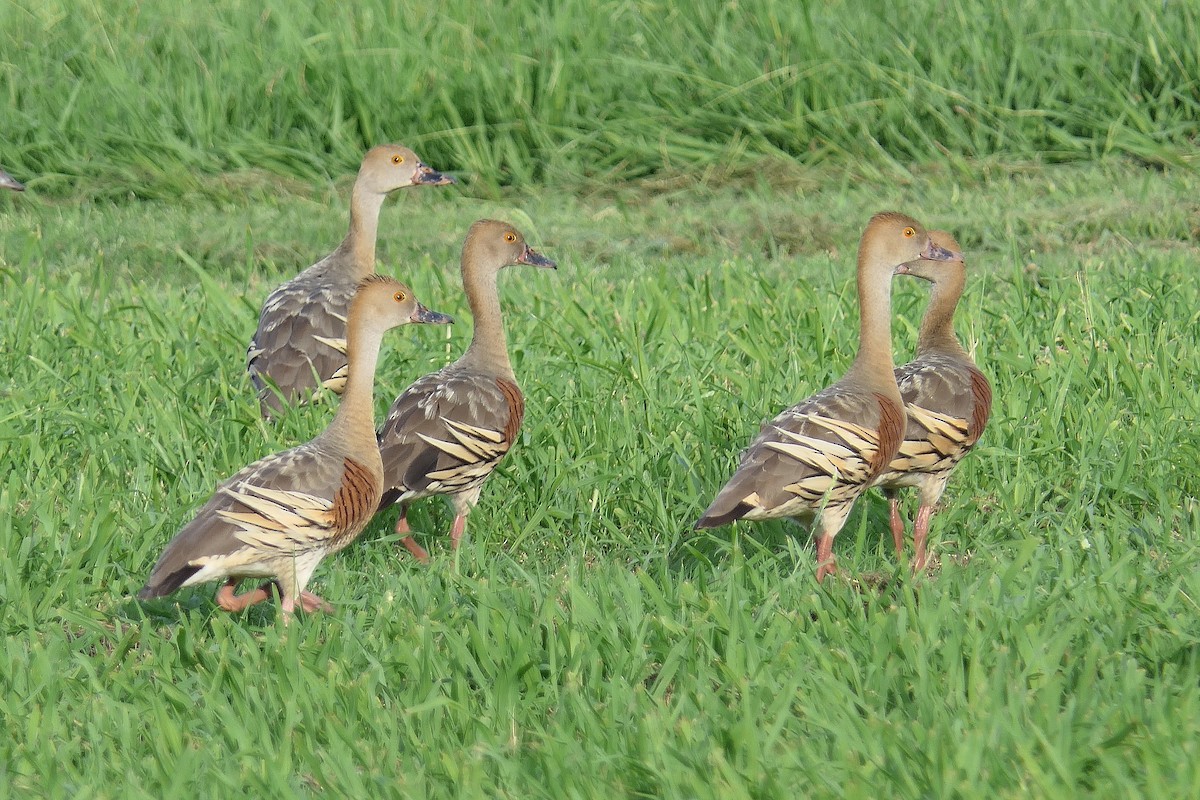 Plumed Whistling-Duck - Don McIvor