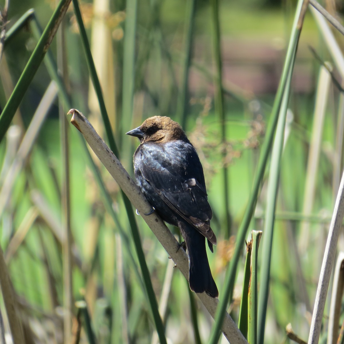 Brown-headed Cowbird - ML91713851