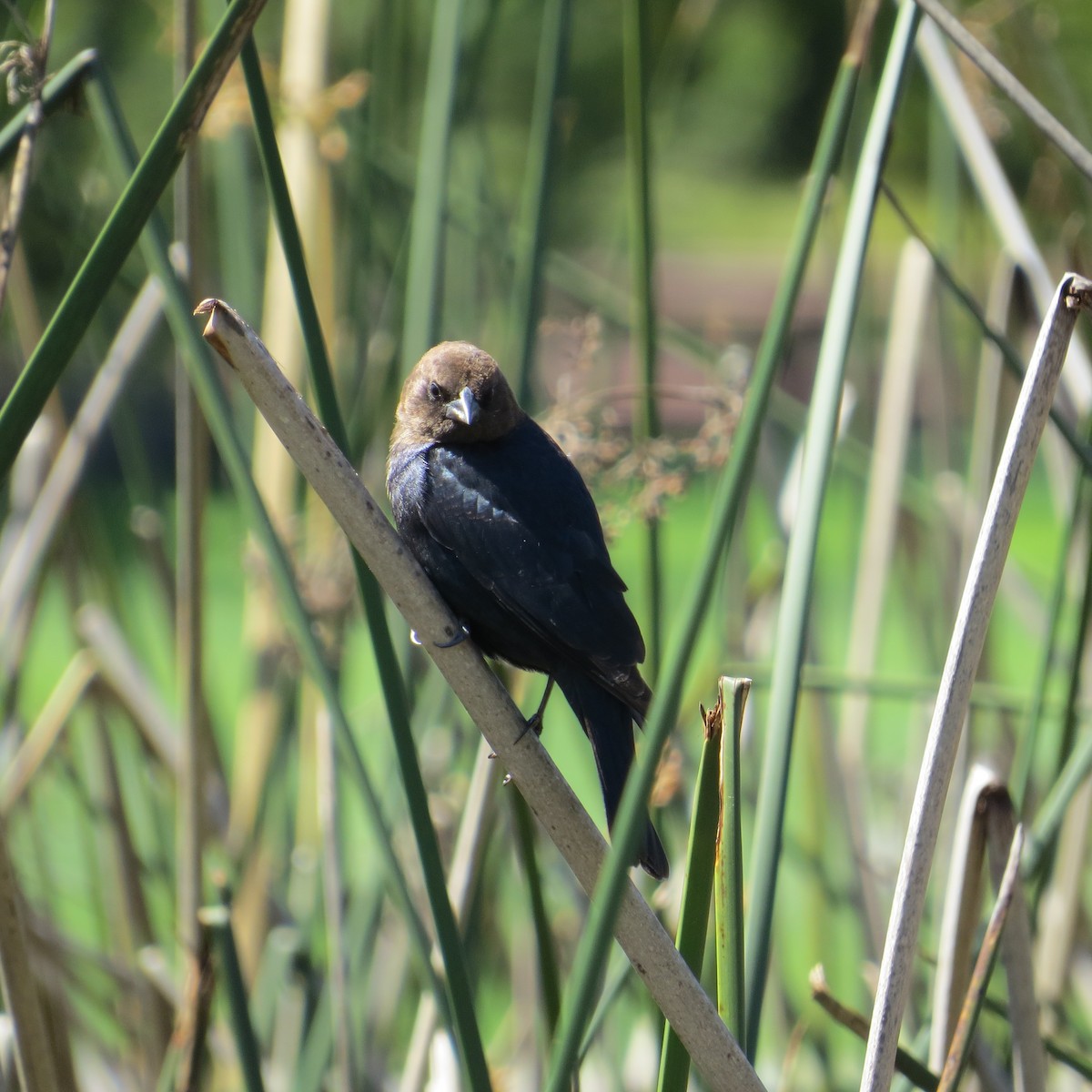 Brown-headed Cowbird - ML91713871