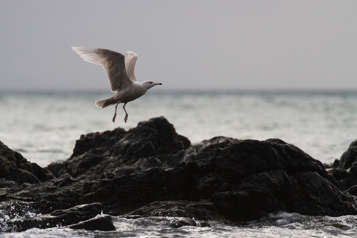 Glaucous Gull - ML91714261