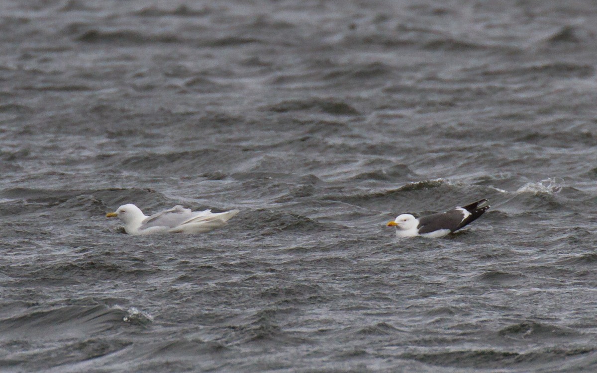 Iceland Gull (glaucoides) - ML91714341