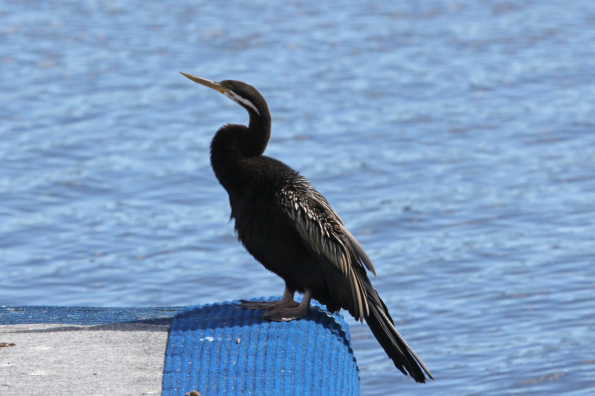 Australasian Darter - ML91716431