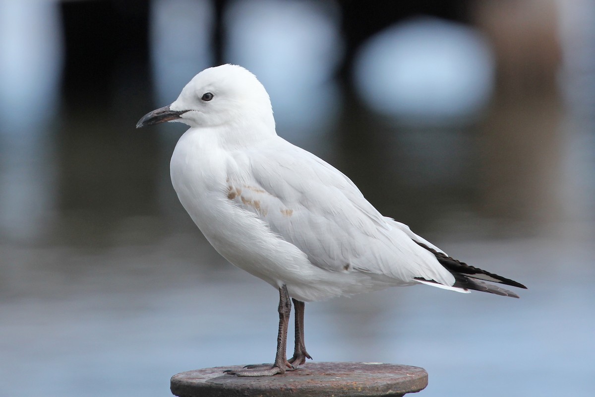 Silver Gull (Silver) - ML91716521