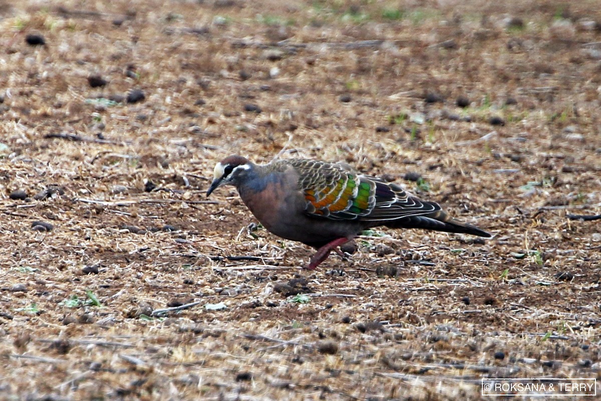 Common Bronzewing - ML91718241