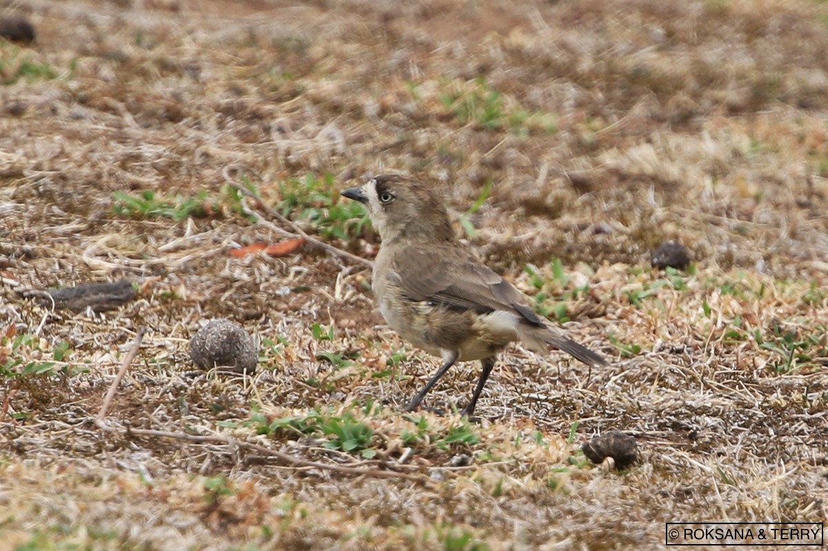 Acanthize blanchâtre - ML91718281