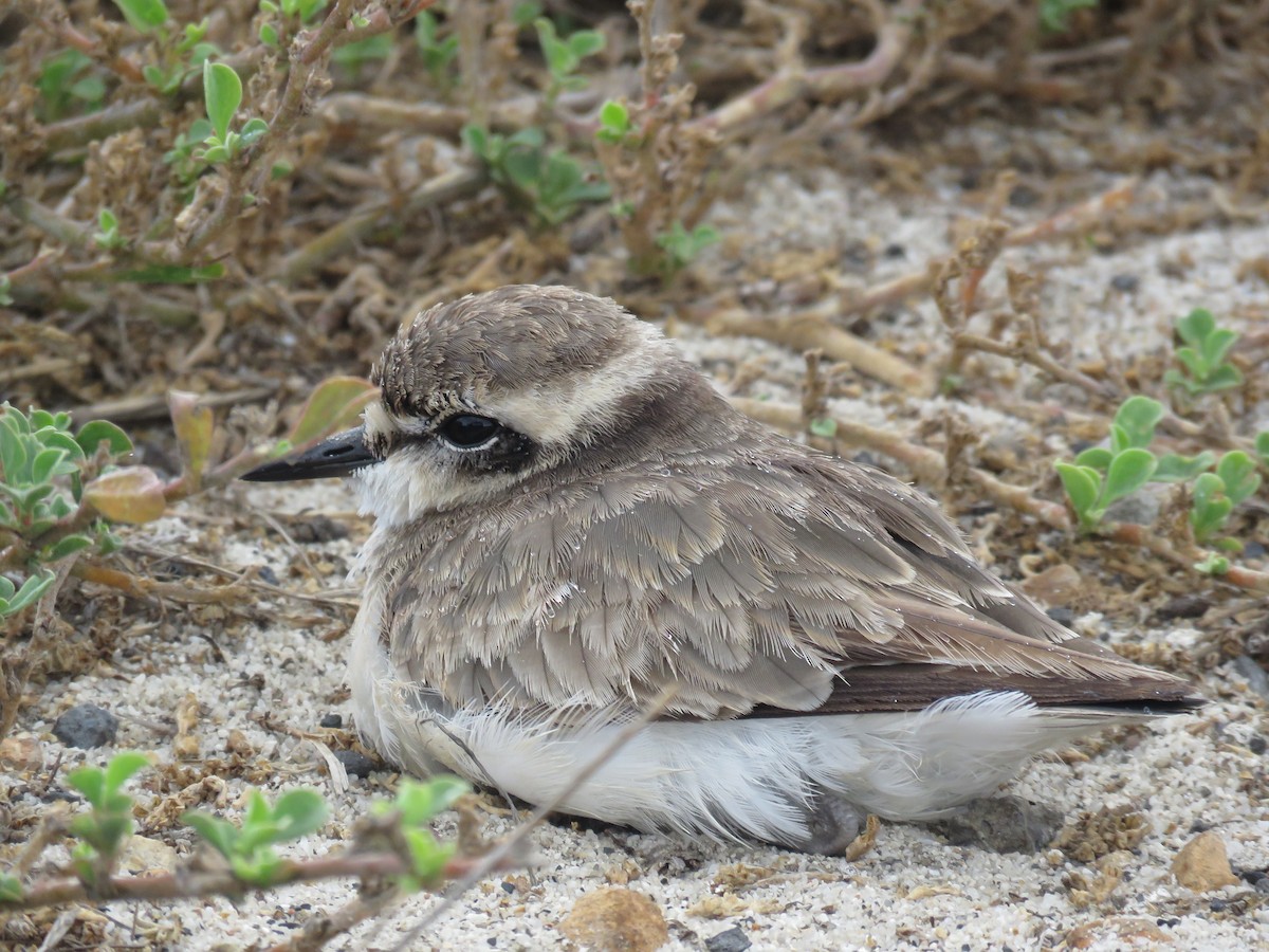 Kittlitz's Plover - Nicholas Fordyce - Birding Africa