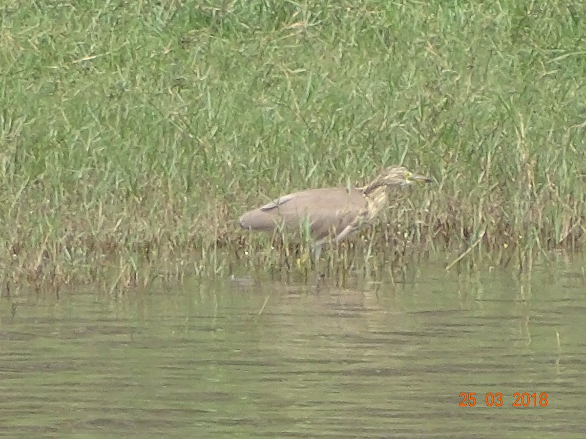 Indian Pond-Heron - ML91721251
