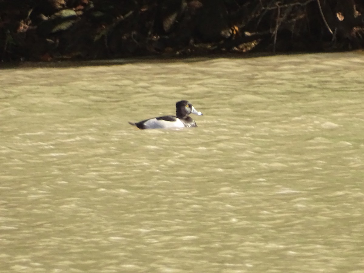 Ring-necked Duck - ML91721591