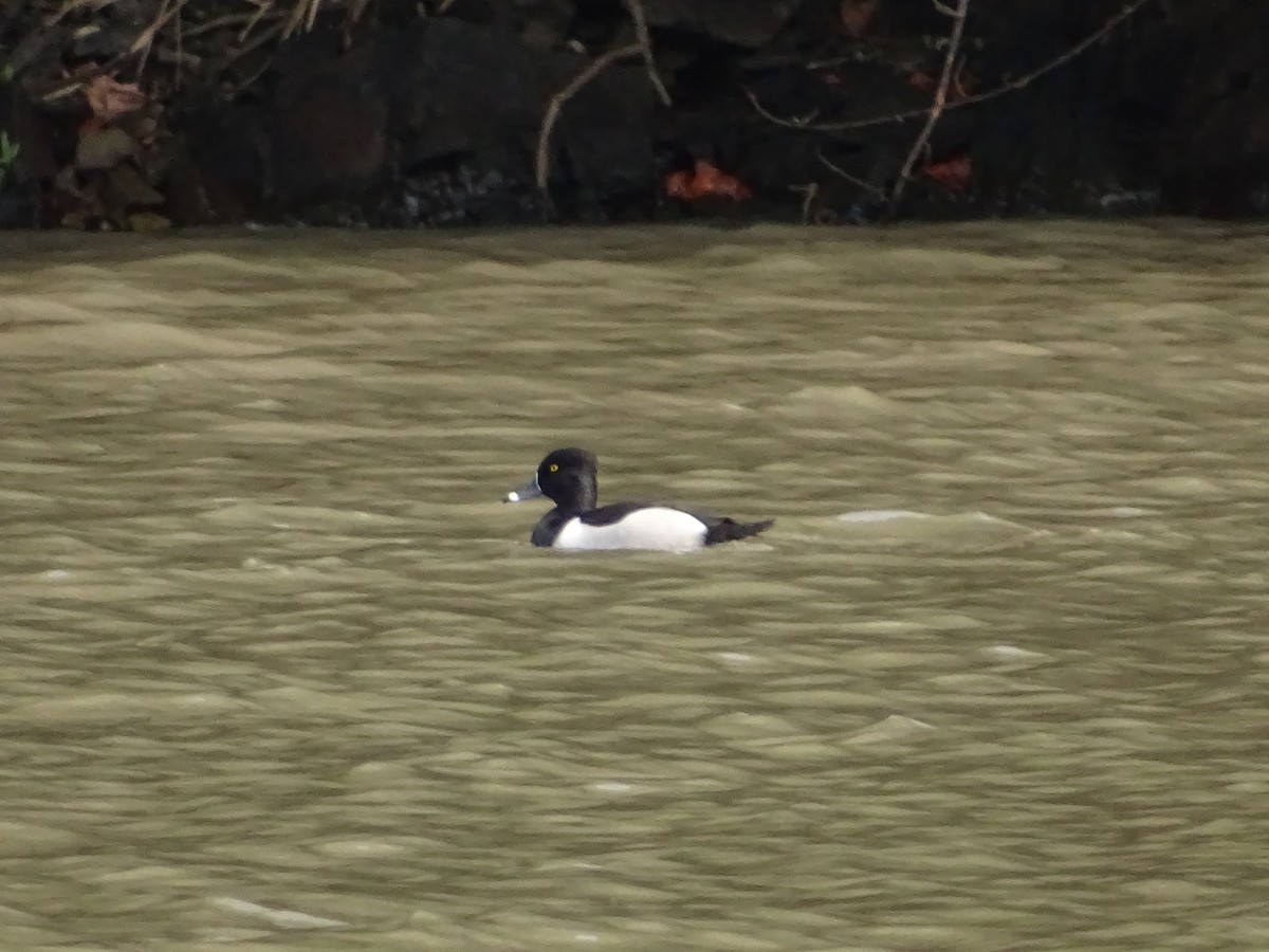 Ring-necked Duck - ML91721601