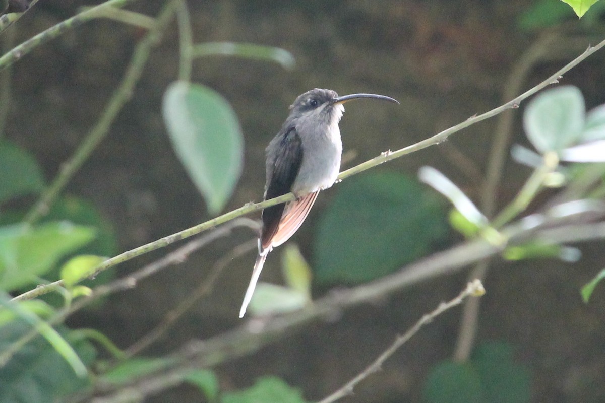 White-bearded Hermit - ML91722091