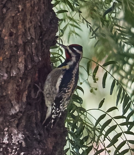 Yellow-bellied Sapsucker - ML91722921