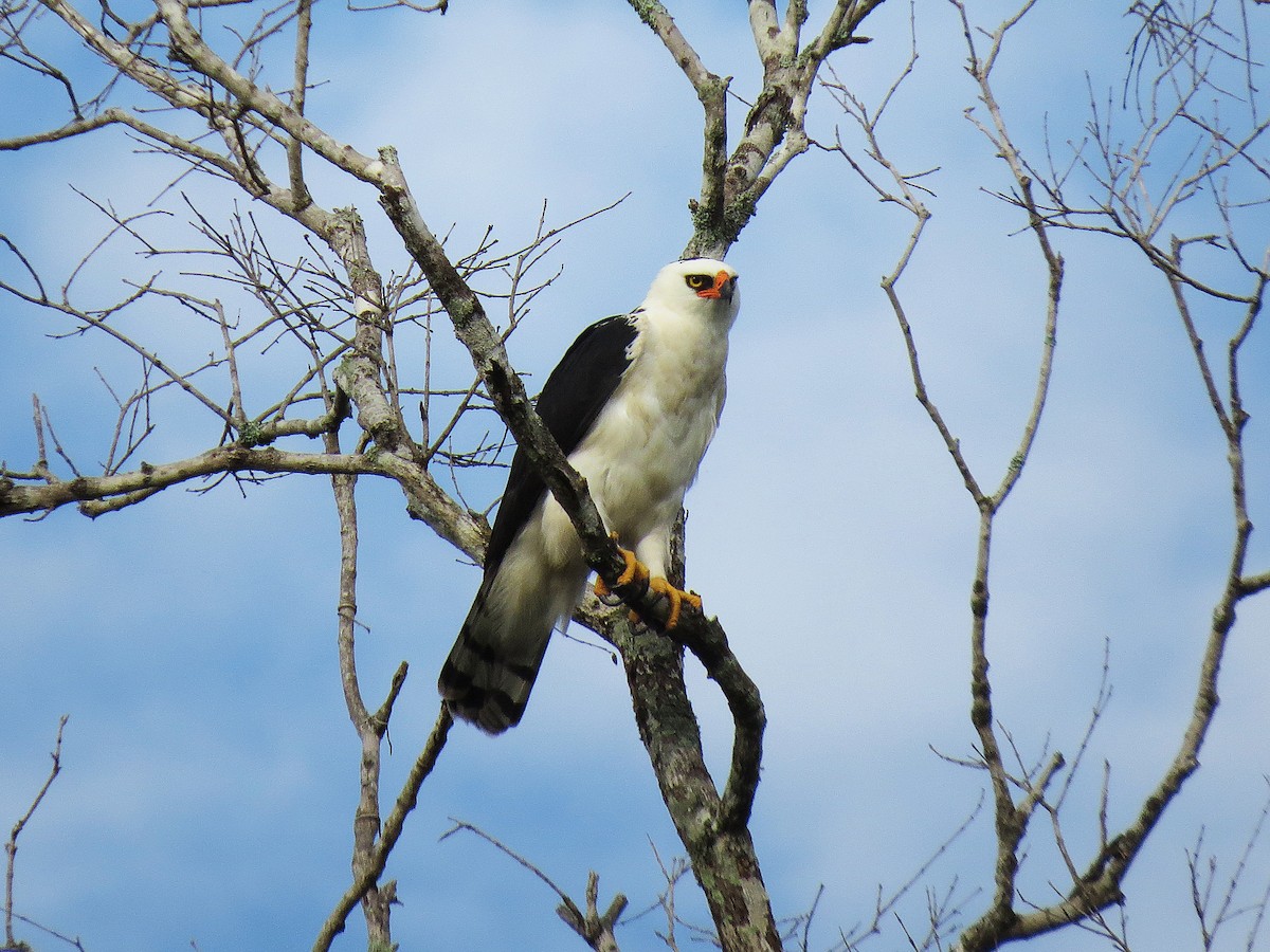 Black-and-white Hawk-Eagle - ML91723091