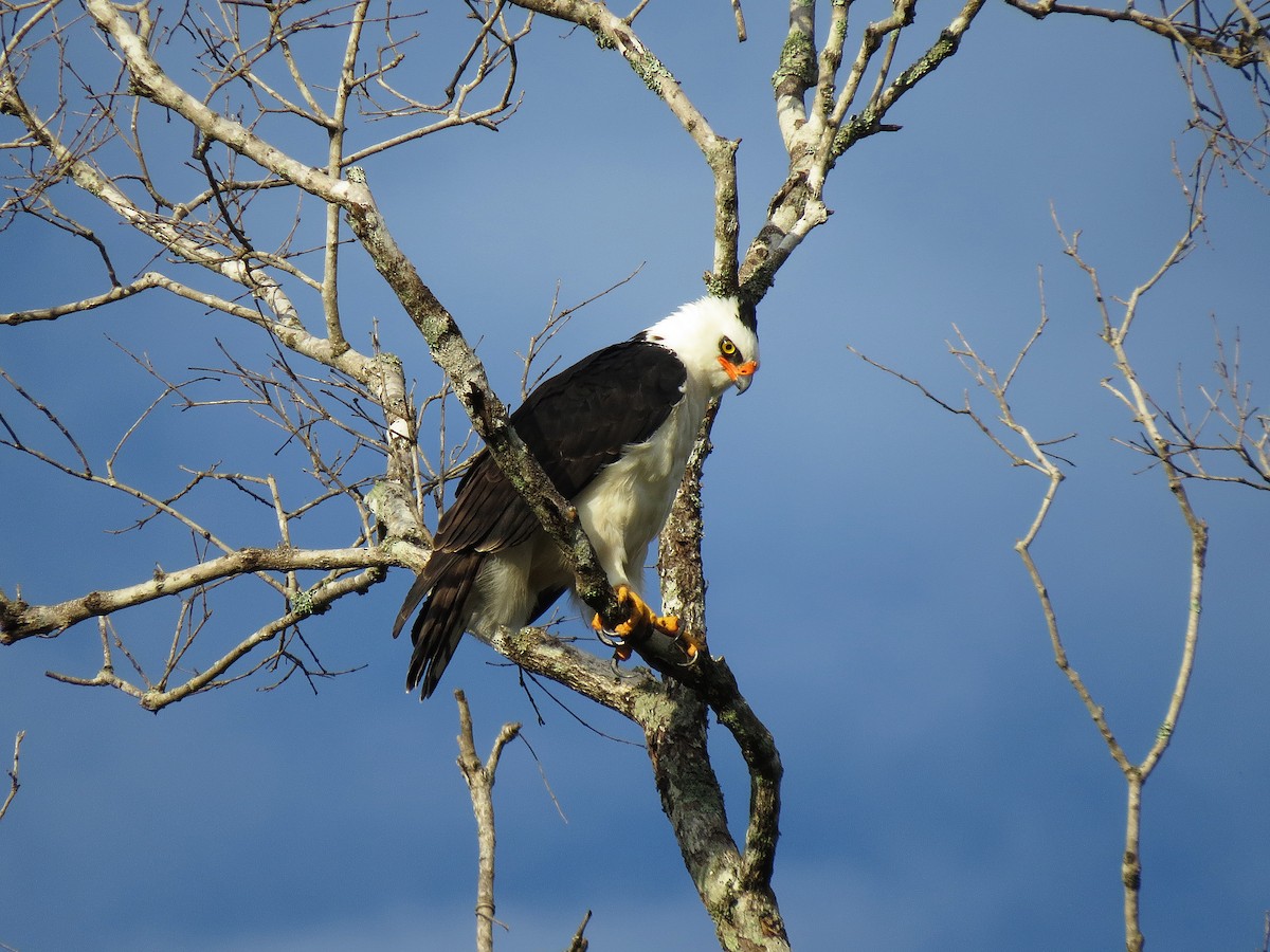 Black-and-white Hawk-Eagle - ML91723111