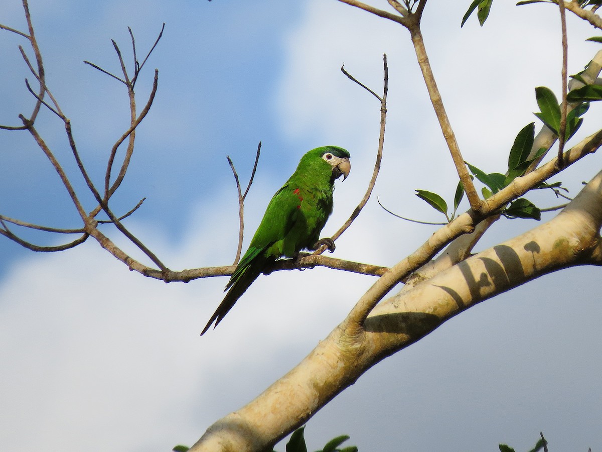 Red-shouldered Macaw - Alex Mesquita / Cariama Ecotur