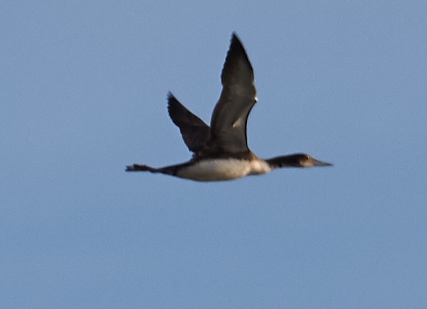 Common Loon - ML91723431