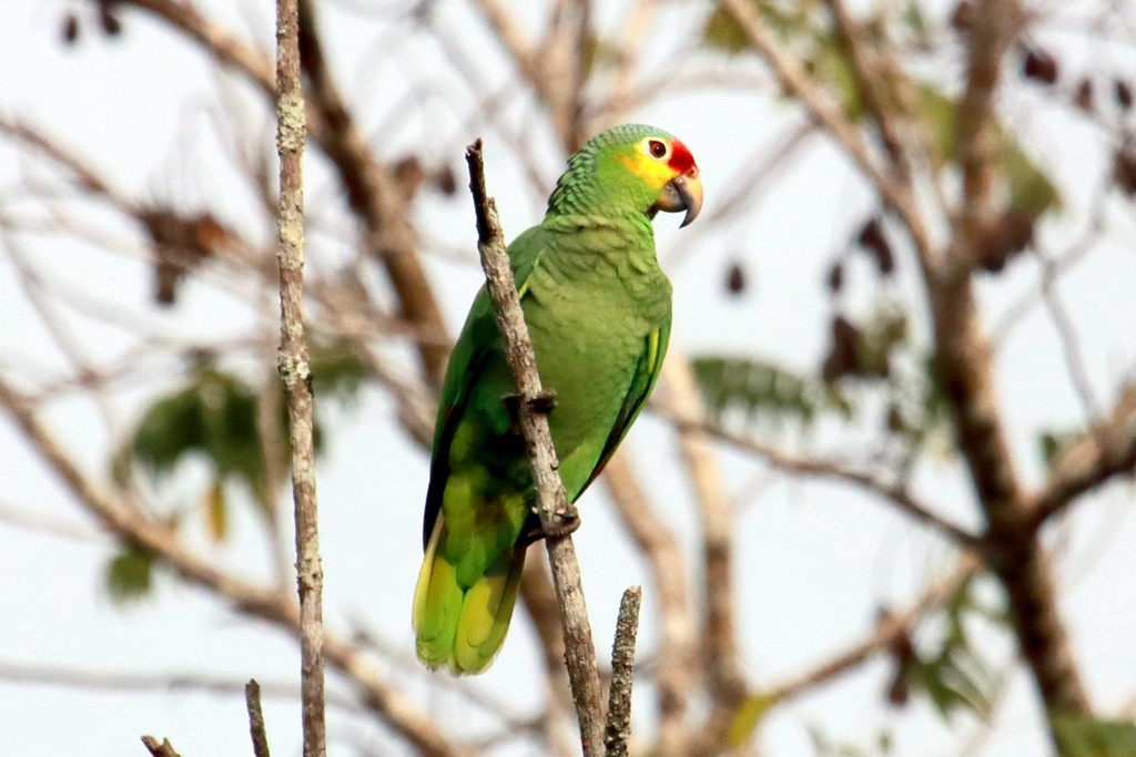 Red-lored Parrot (Red-lored) - ML91723491