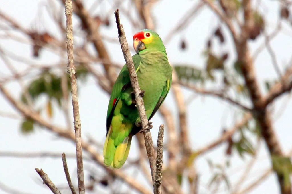 Red-lored Parrot (Red-lored) - ML91723501