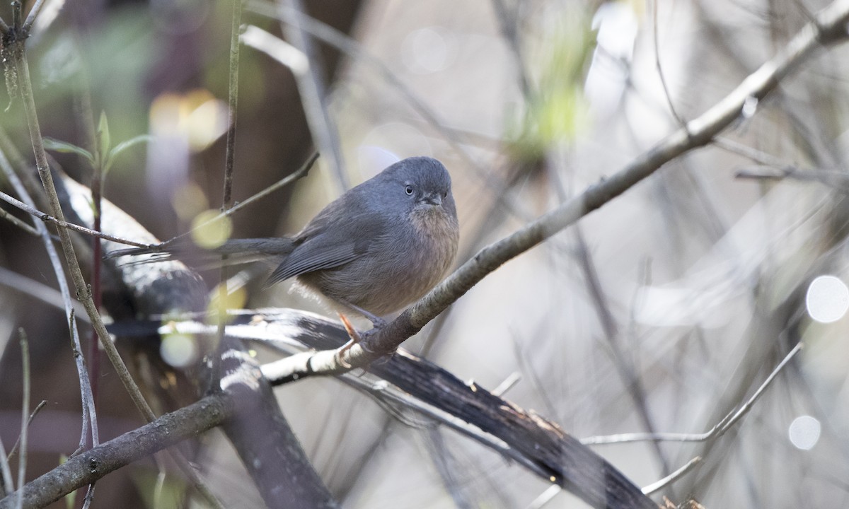 Wrentit - ML91723701