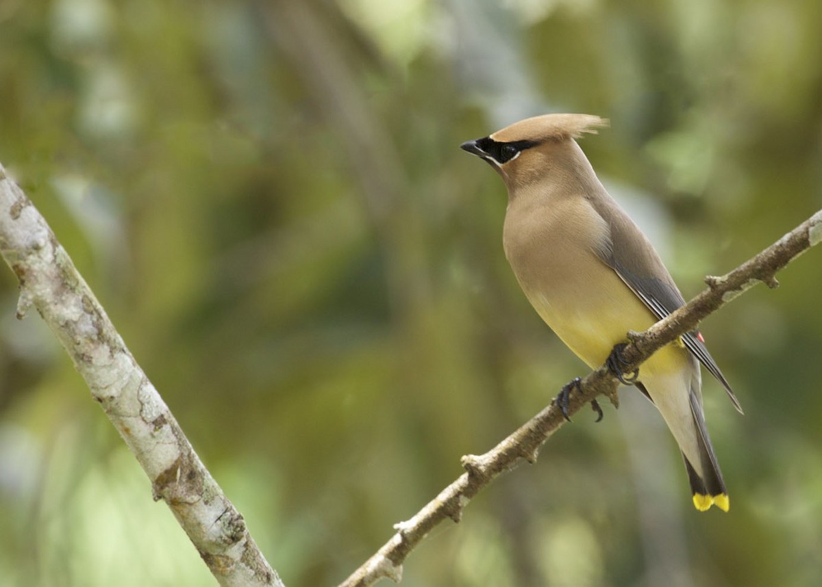 Cedar Waxwing - ML91723791