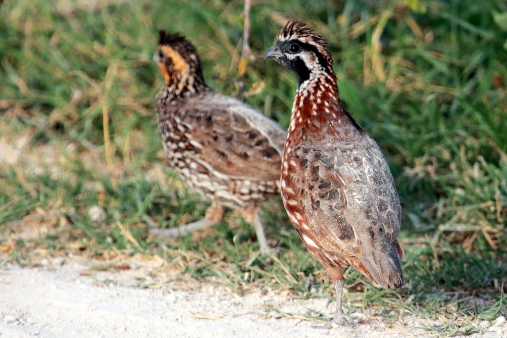 Black-throated Bobwhite - ML91724221