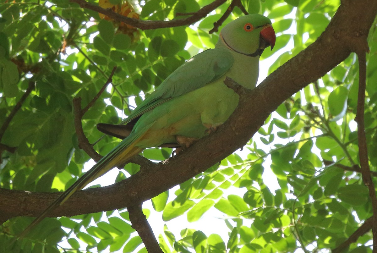 Rose-ringed Parakeet - ML91724601