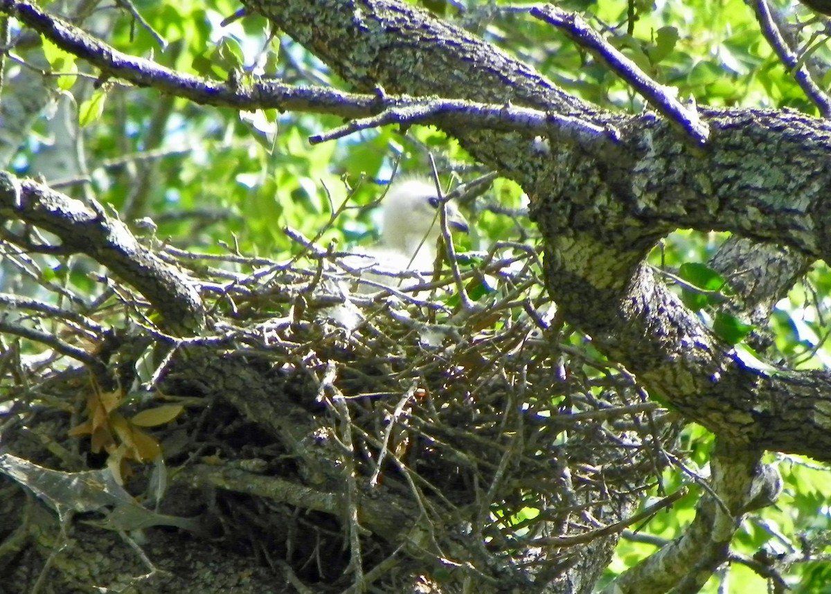 Broad-winged Hawk - ML91725831