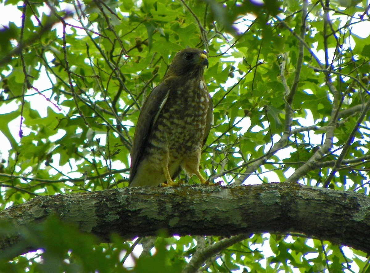 Broad-winged Hawk - ML91725841