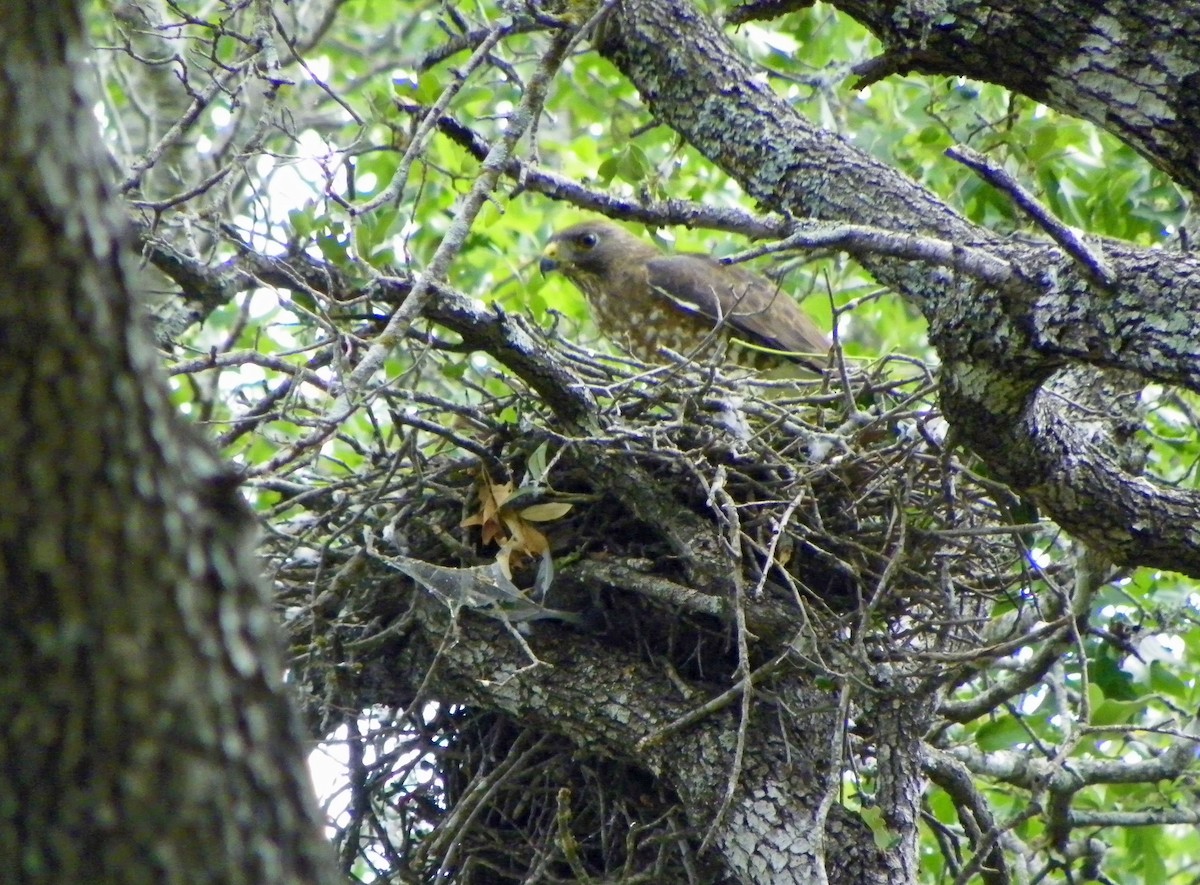 Broad-winged Hawk - ML91725851