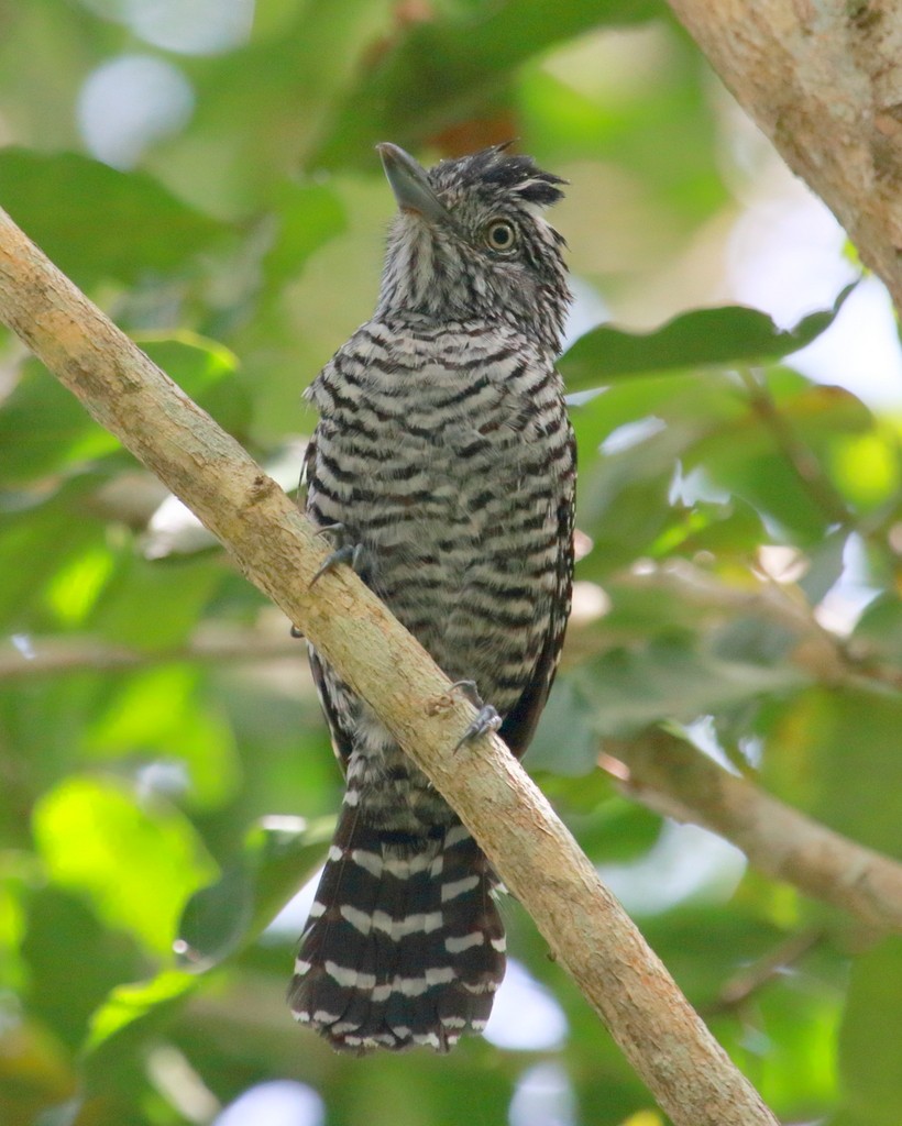 Barred Antshrike - Mark Scheuerman