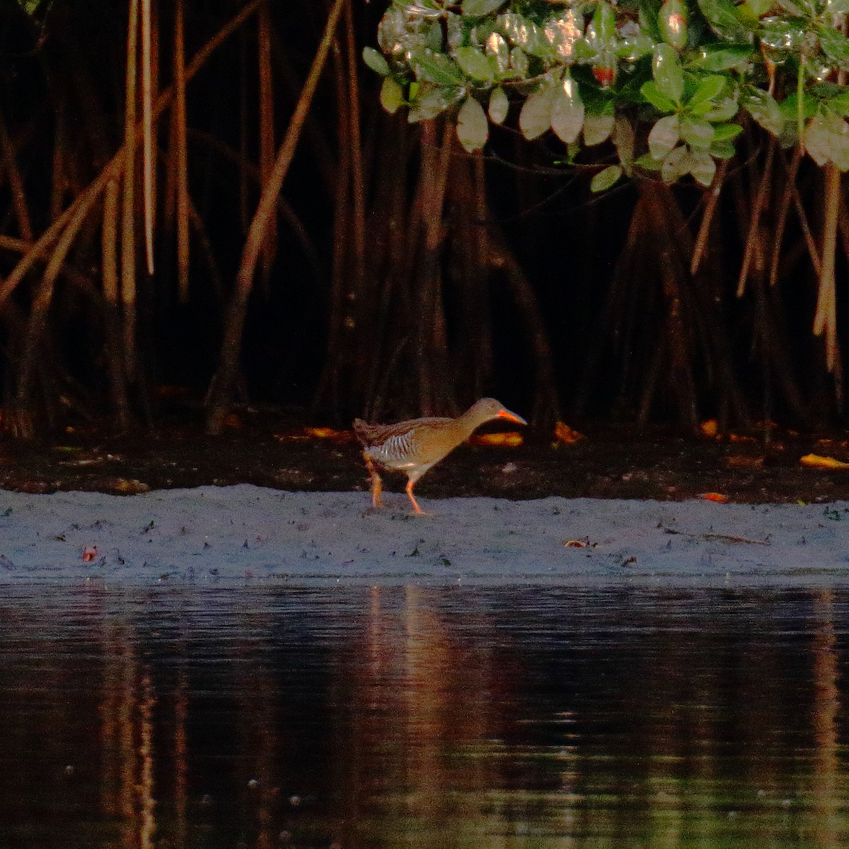 Mangrove Rail - ML91727131