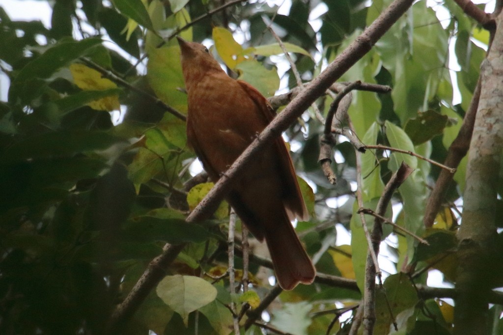 Rufous Piha - ML91727761