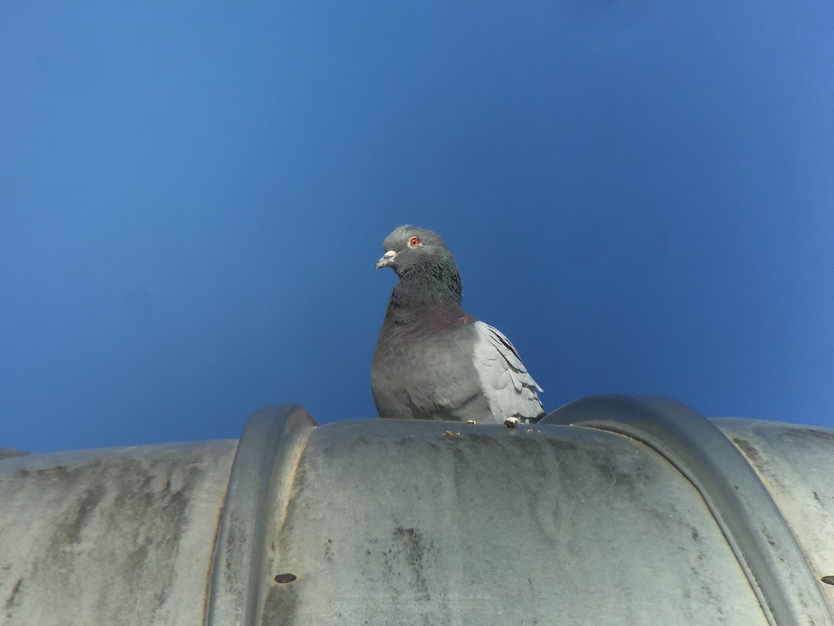 Сизый голубь (Одомашненного типа) - ML91729111