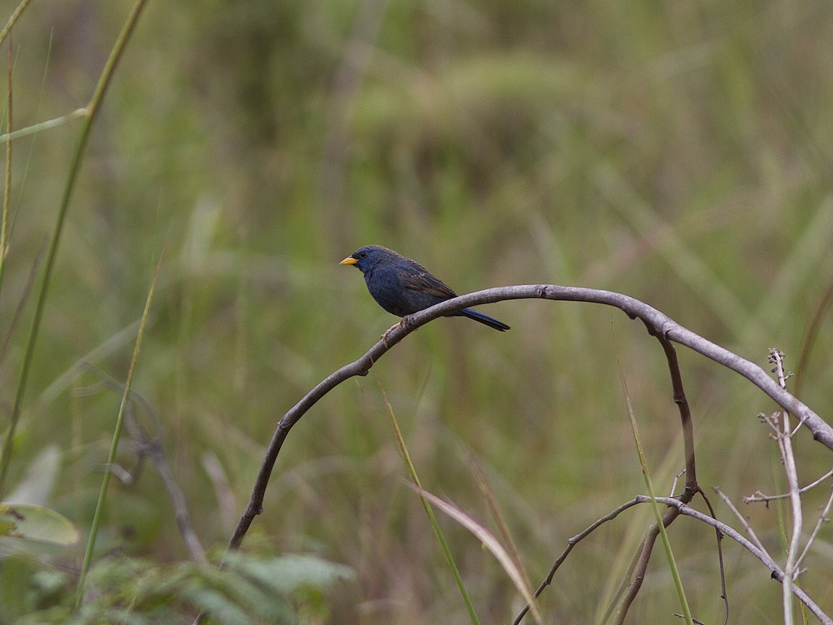 Blue Finch - Alex Mesquita