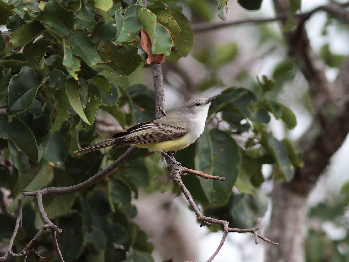 Suiriri Flycatcher - Alex Mesquita / Cariama Ecotur