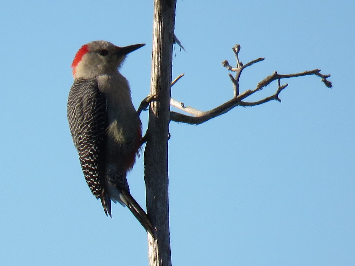 Golden-fronted Woodpecker (Velasquez's) - ML91730681