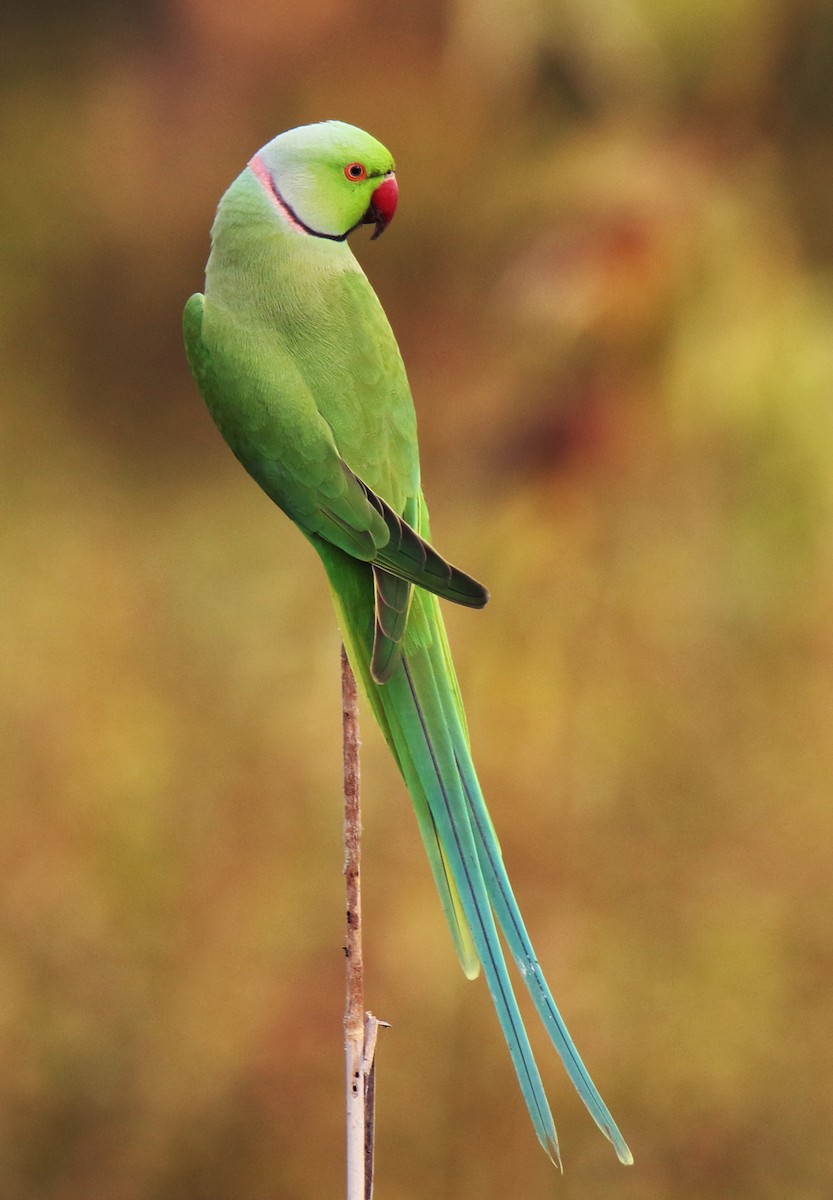 Rose-ringed Parakeet - ML91732731