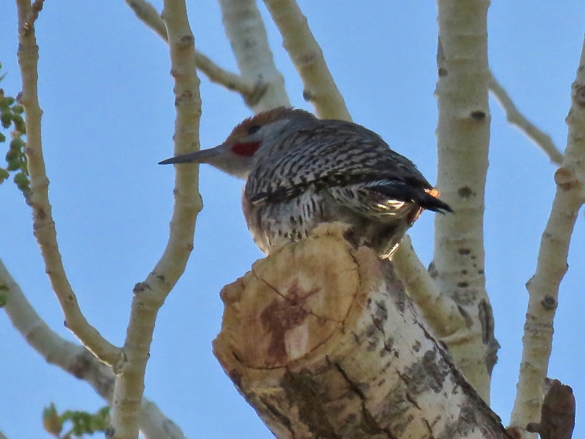 Gilded Flicker - ML91733011