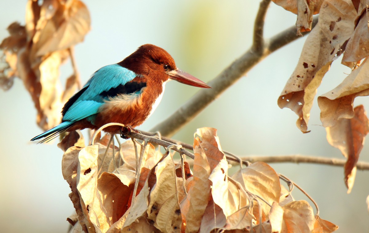 White-throated Kingfisher - Paras Raj Bora