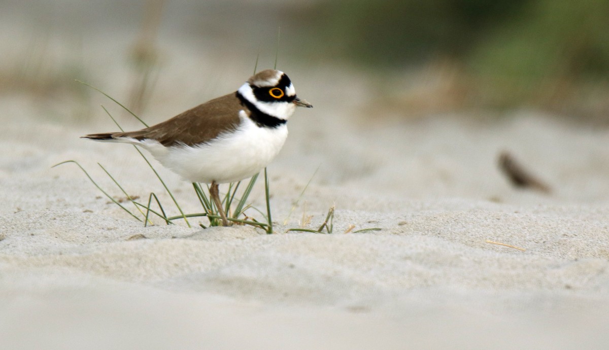 Little Ringed Plover - ML91733131