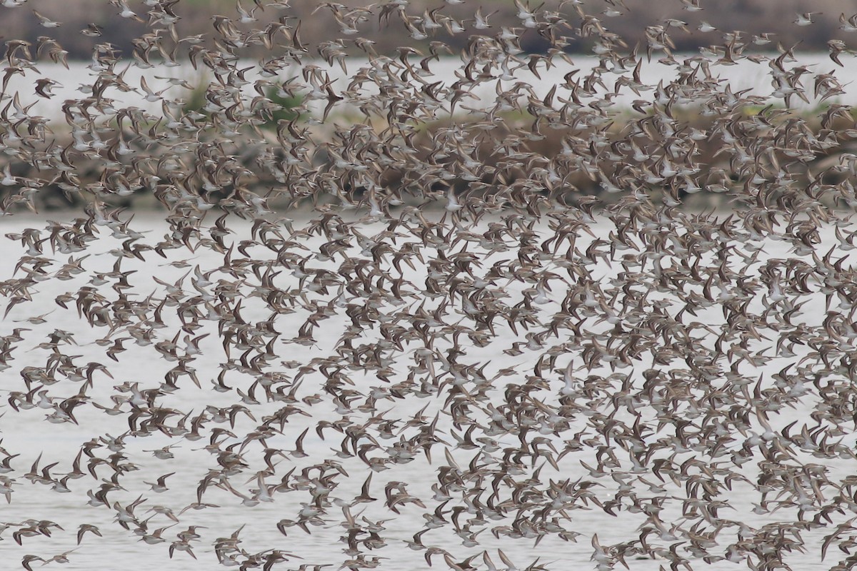 Western Sandpiper - ML91733501