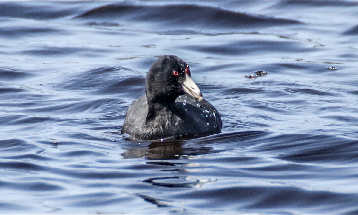 American Coot (Red-shielded) - Nick Pulcinella
