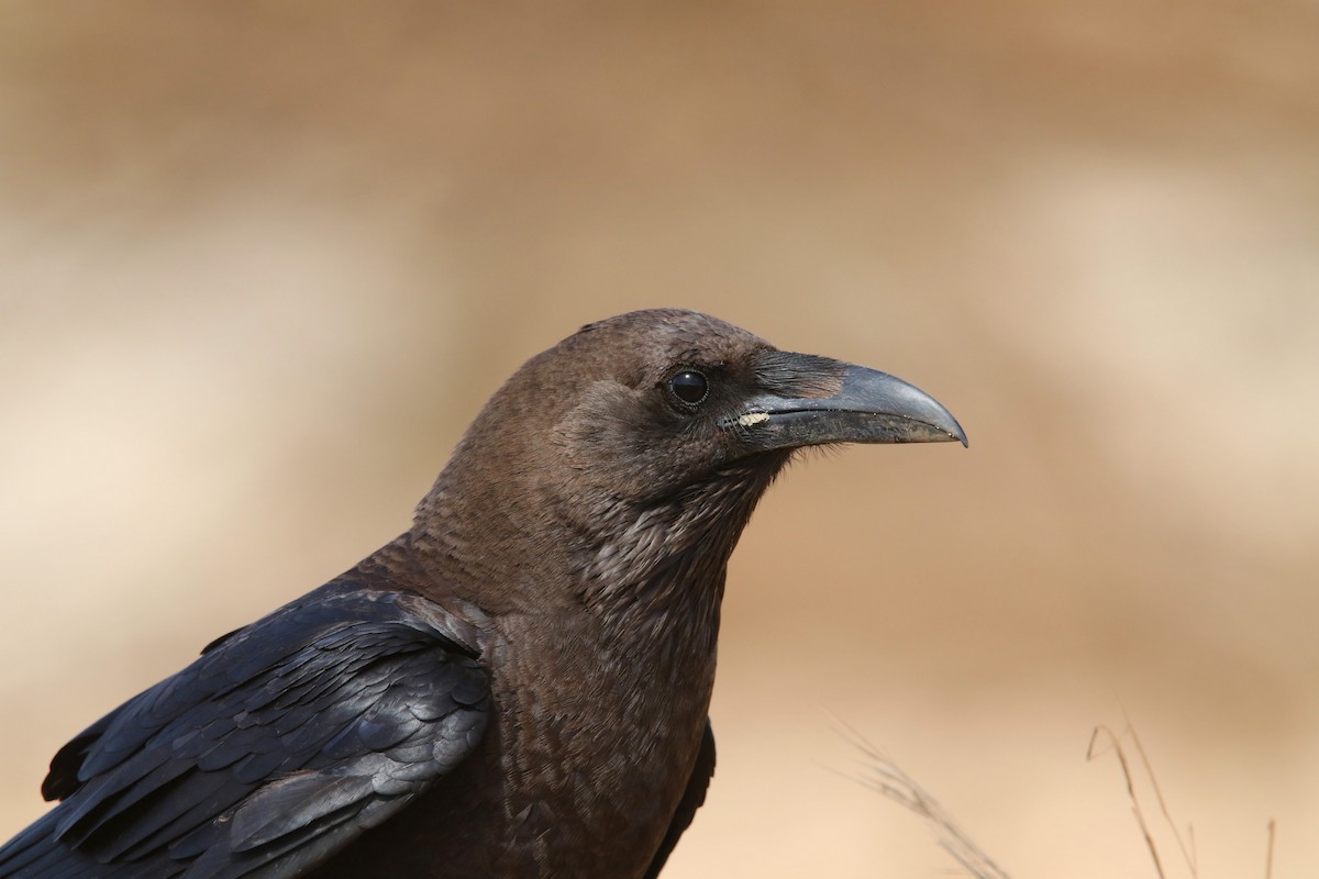 Brown-necked Raven - Volker Hesse