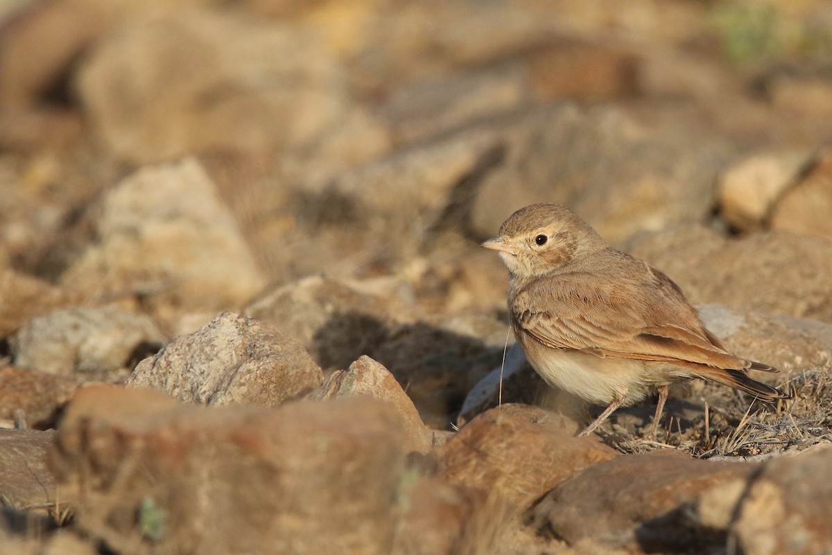 Bar-tailed Lark - Volker Hesse