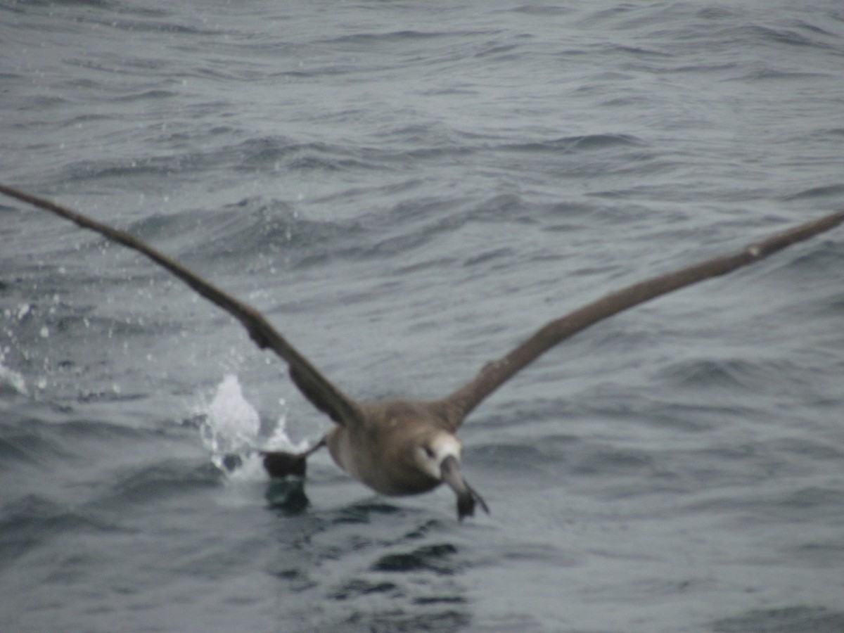 Black-footed Albatross - ML91740101