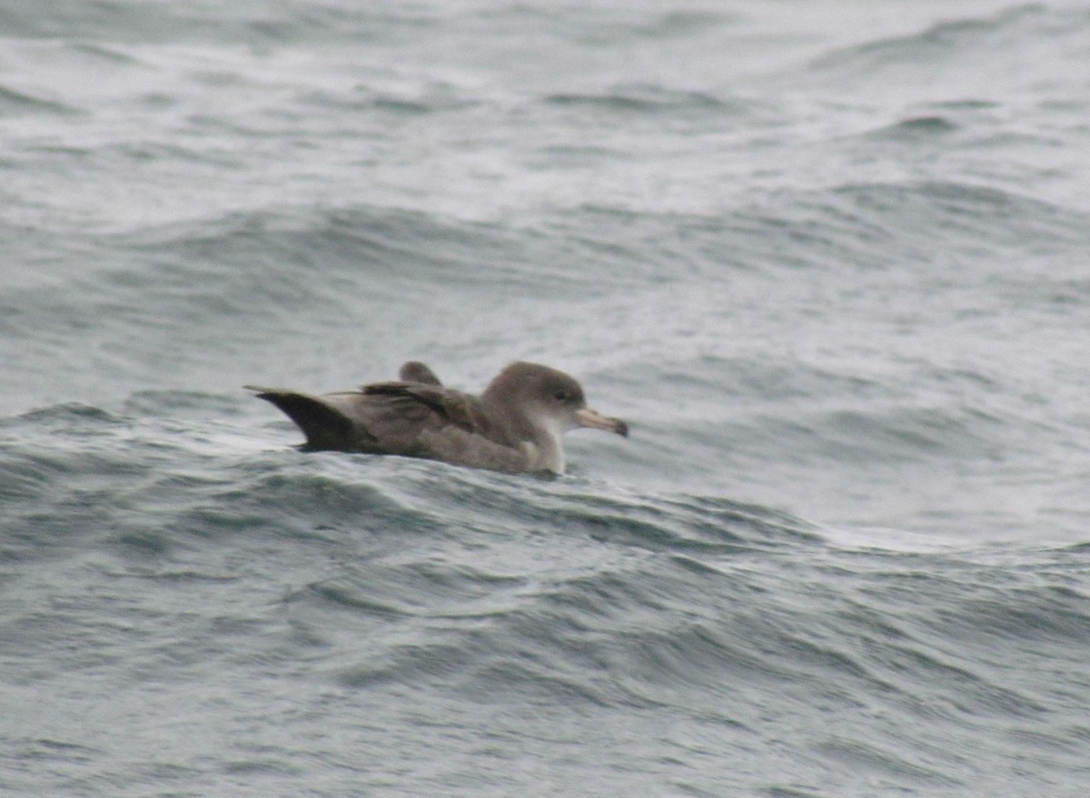 Pink-footed Shearwater - ML91740211