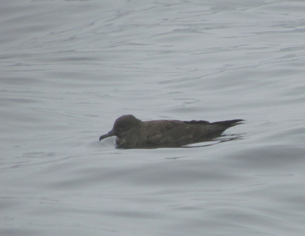 Sooty Shearwater - ML91740251