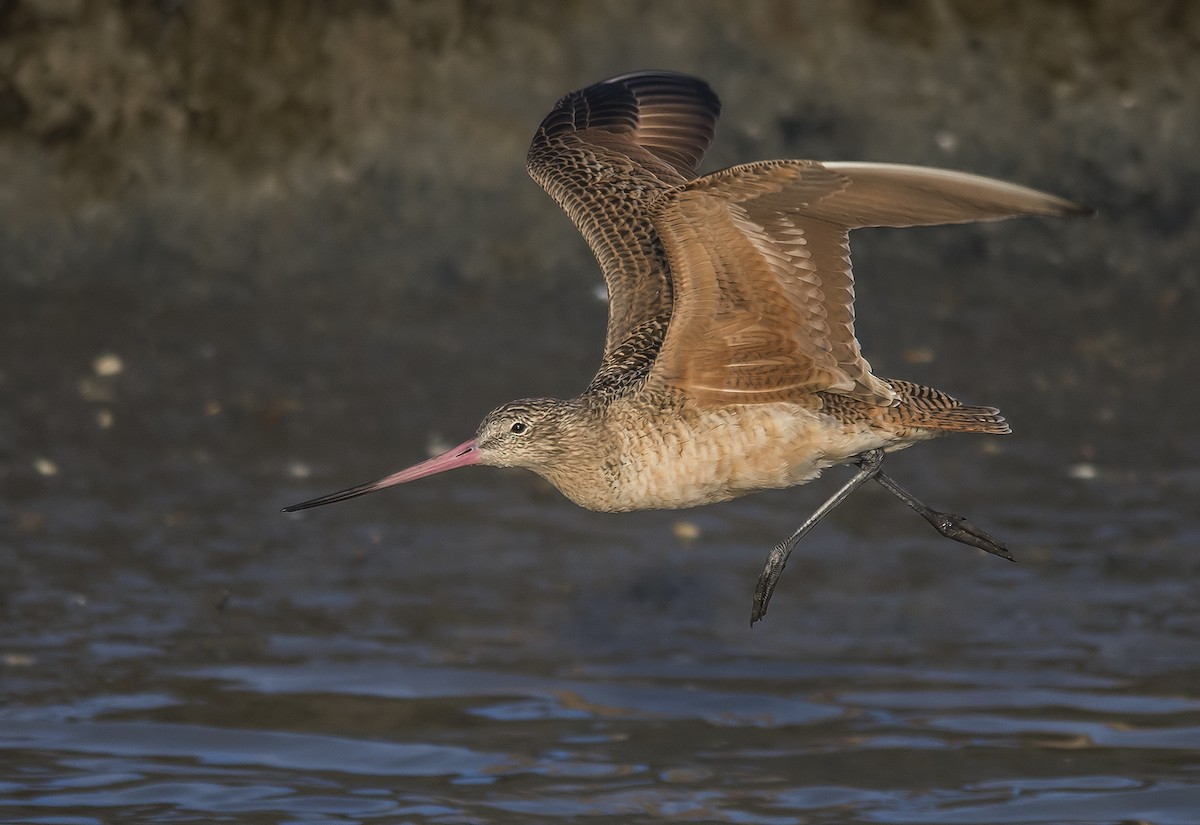 Marbled Godwit - Jerry Ting