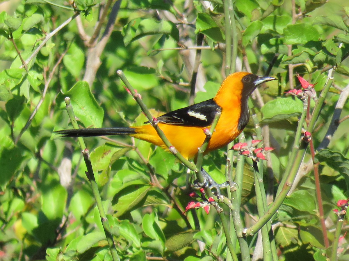 Hooded Oriole (igneus) - ML91743051